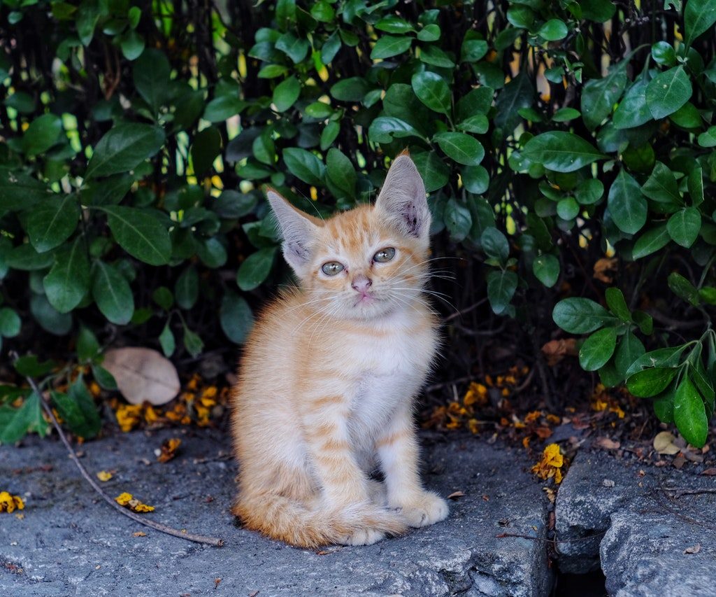 A tiny orange tabby kitten sits on a sidewalk in front of a hedge.