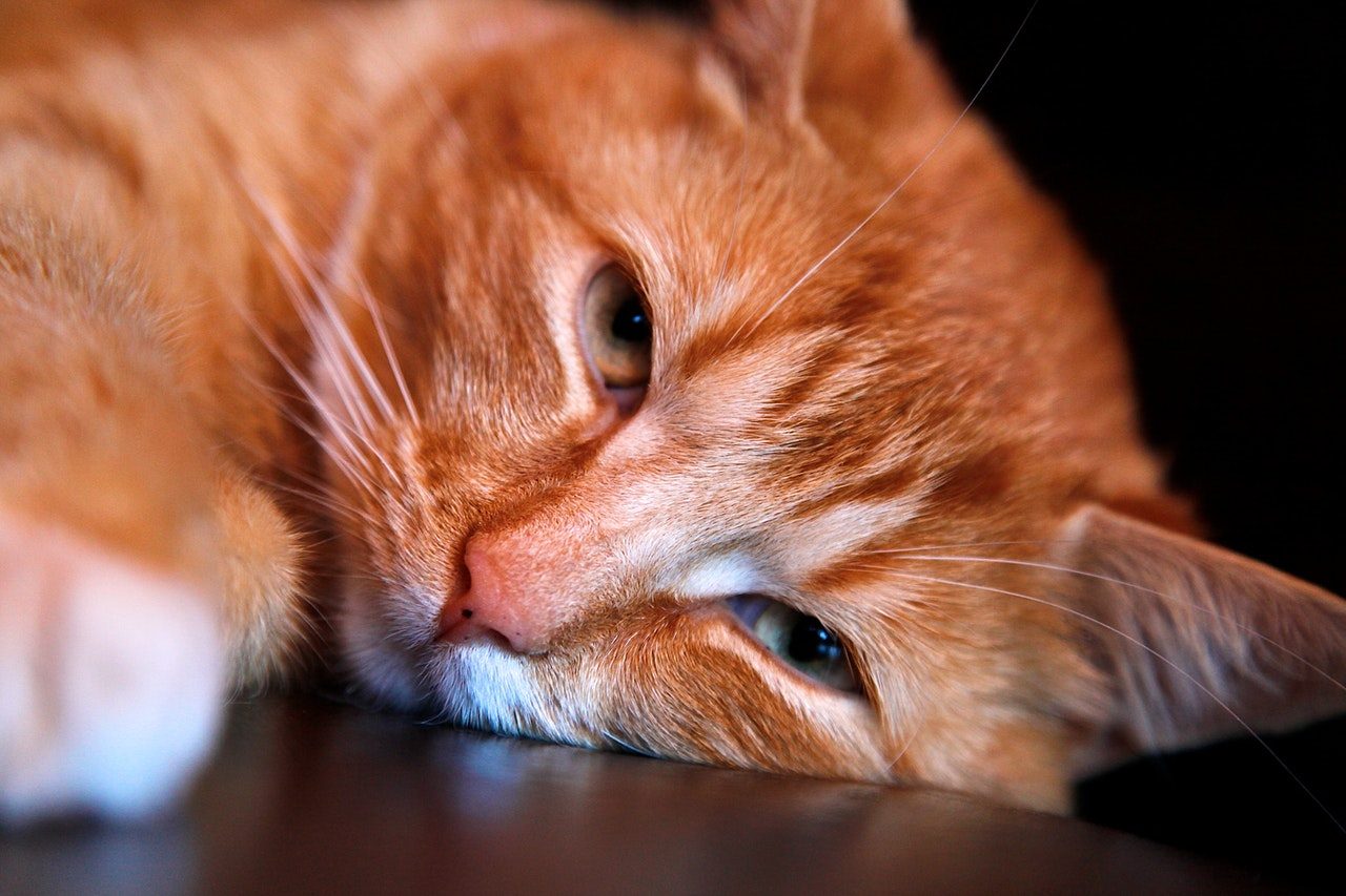 An orange tabby cat lying with her head on the table.