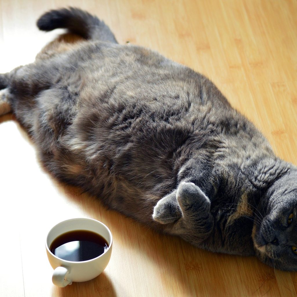Overweight grey cat lying on its back next to a cup of coffee