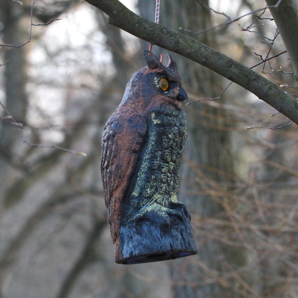 Owl decoy hangs from tree to scare birds
