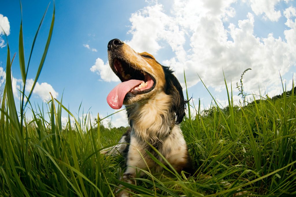 A close-up, low-angle view of a panting dog lying down in the grass