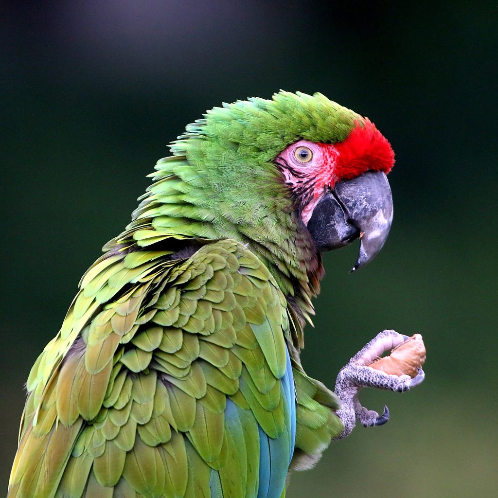 Parrot cracks nut in his claw