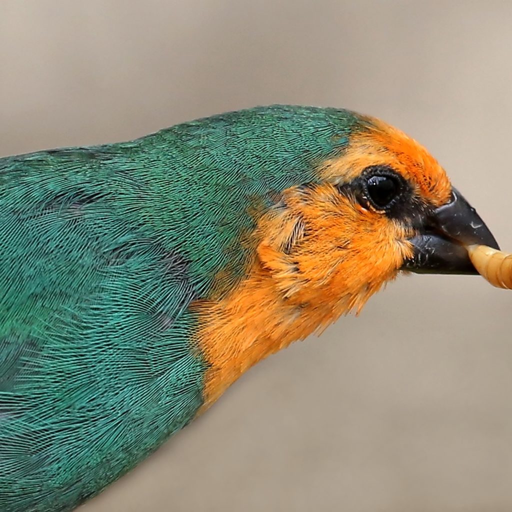 Parrot-finch eats worm
