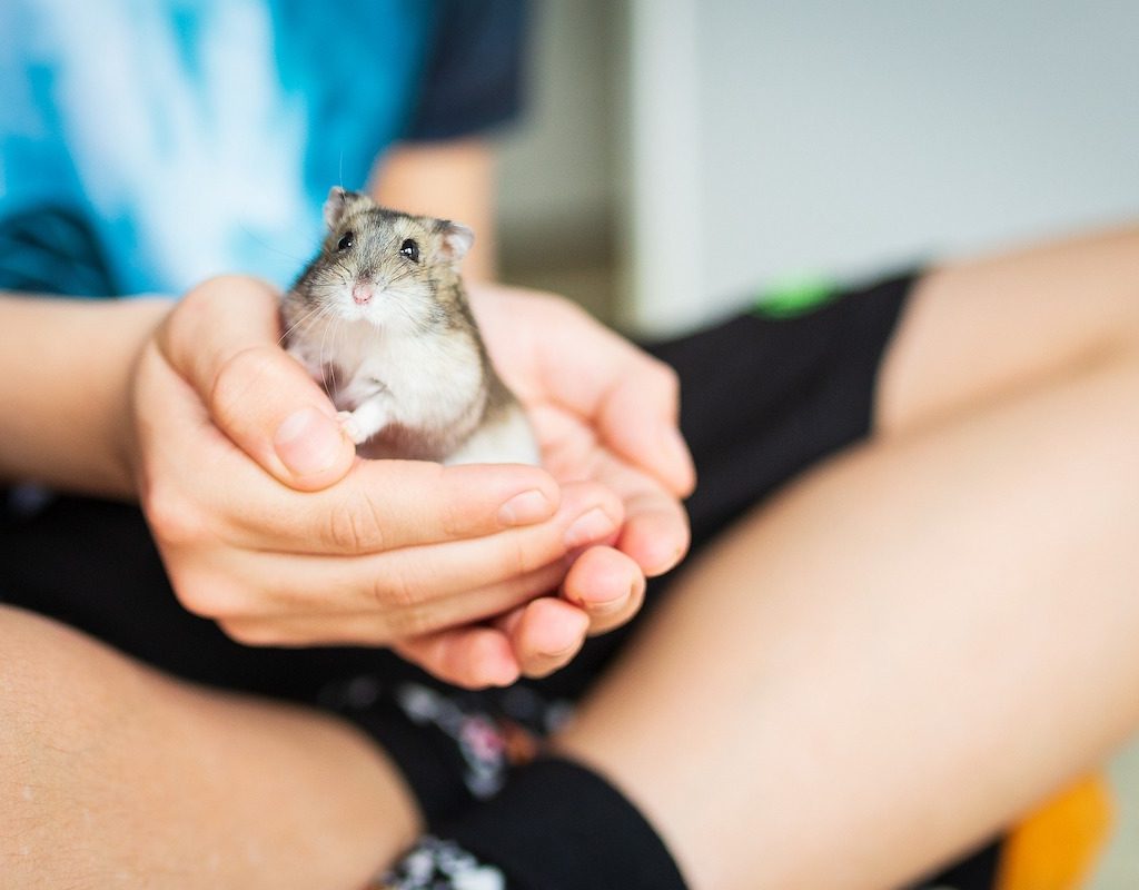 Person holds hamster in their hands while sitting