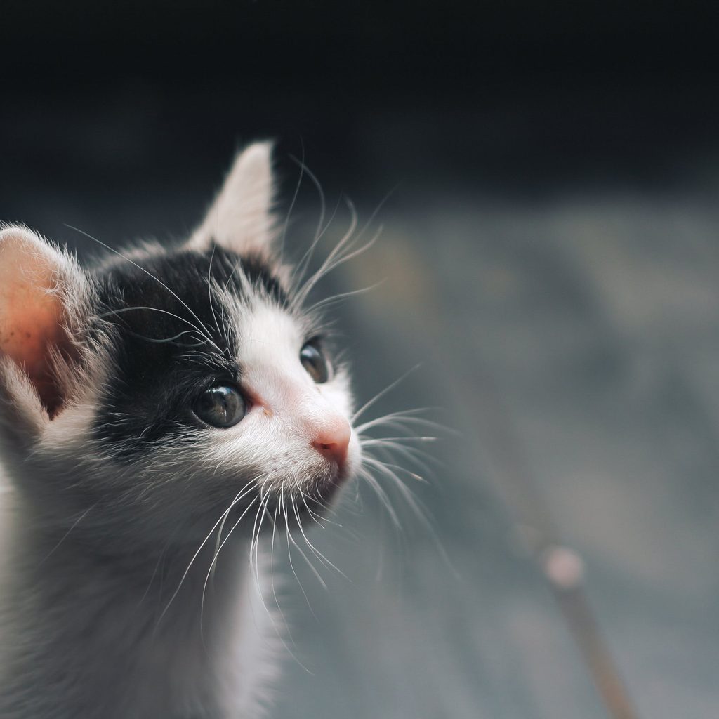 white and grey kitten