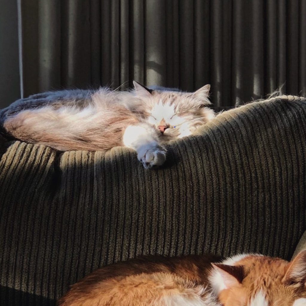 two cats sleeping on couch