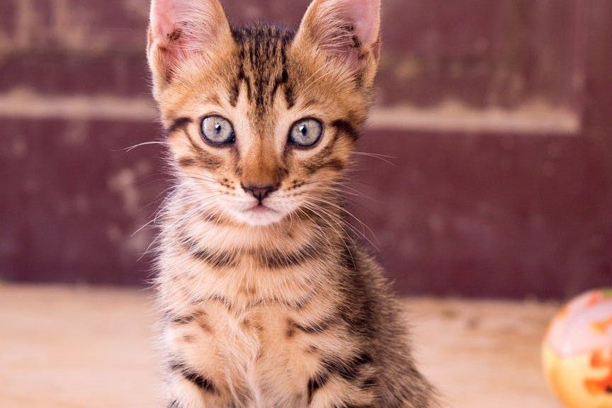 striped kitten