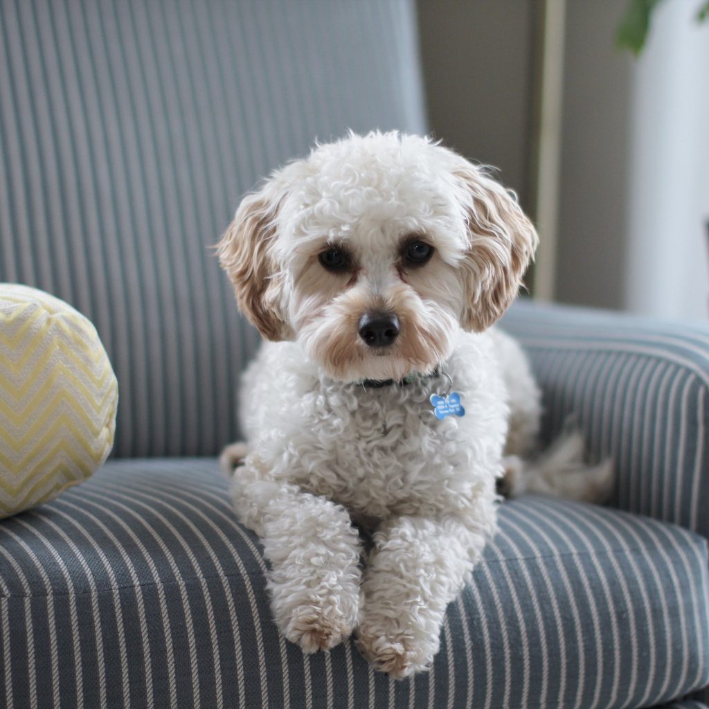 A poodle mix dog sits on an armchair