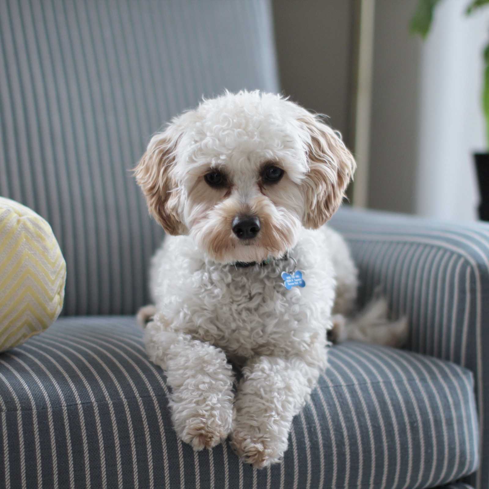 A poodle mix dog sits on an armchair