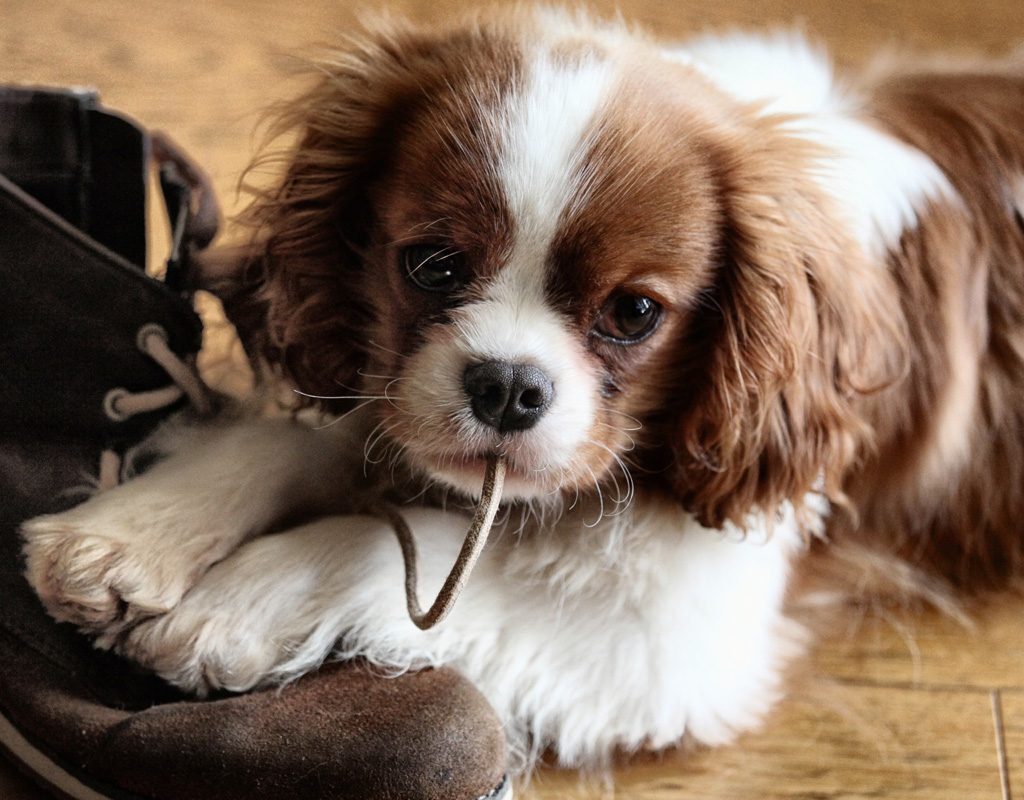Pup chewing on boot laces.