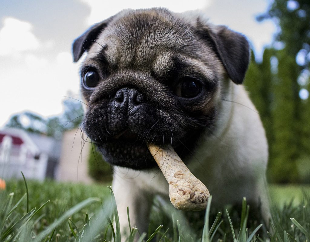 Pup chewing on a bone.