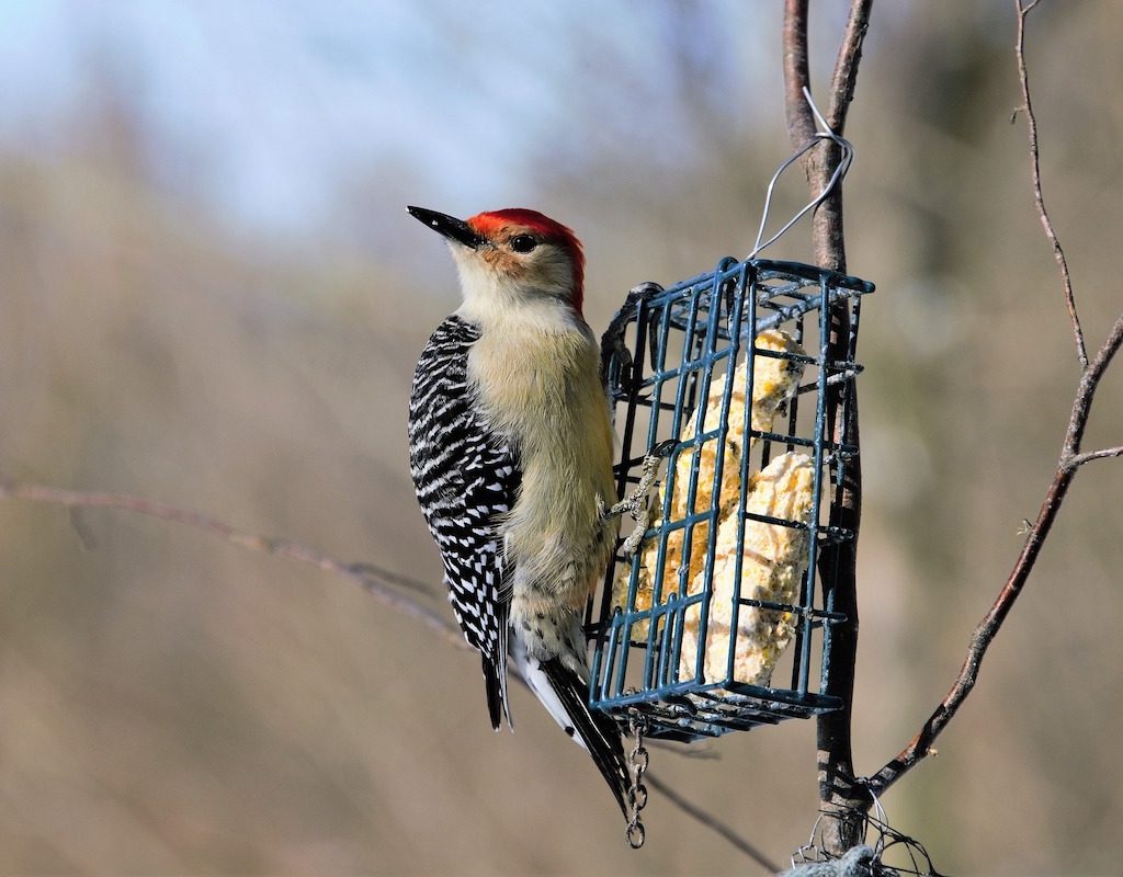 Red-bellied woodpecker eats at a suet feeder