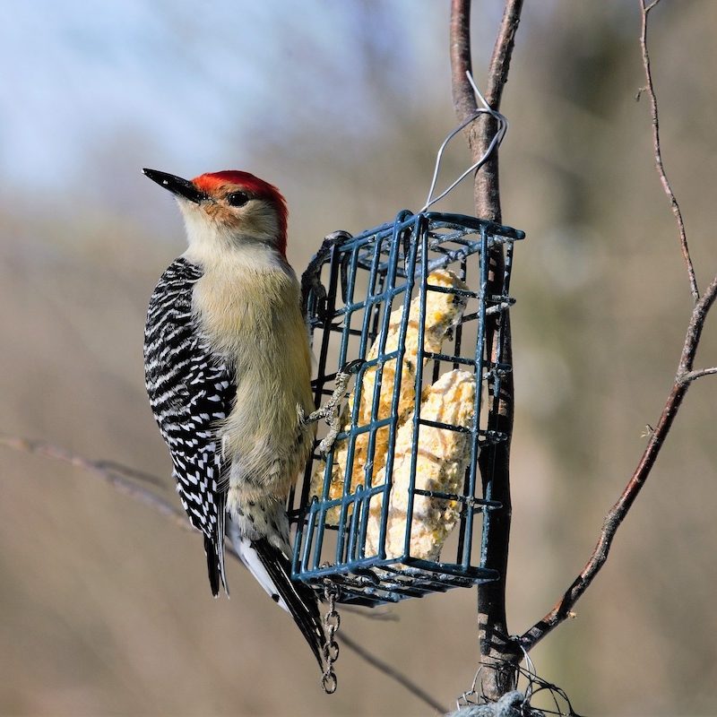 Red-bellied woodpecker eats at a suet feeder