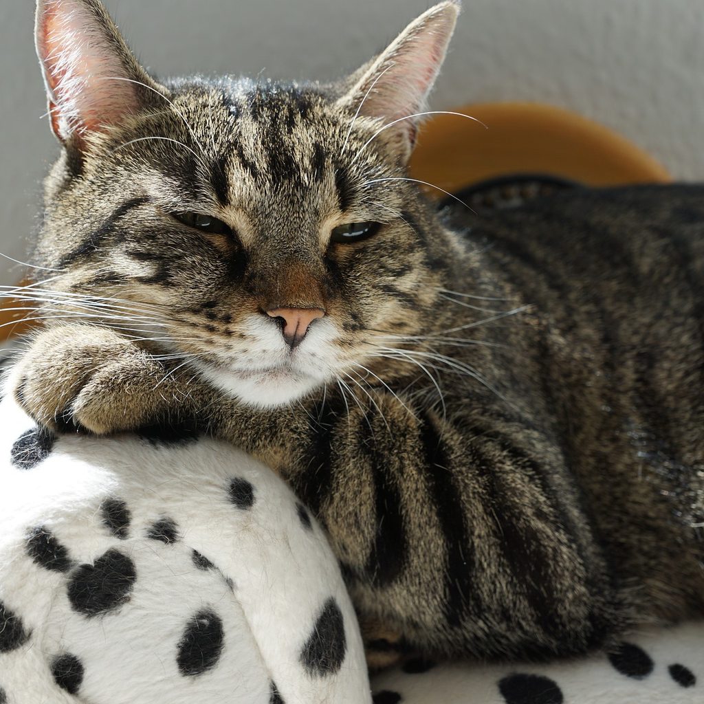 Cat sleeping on a small cat sofa