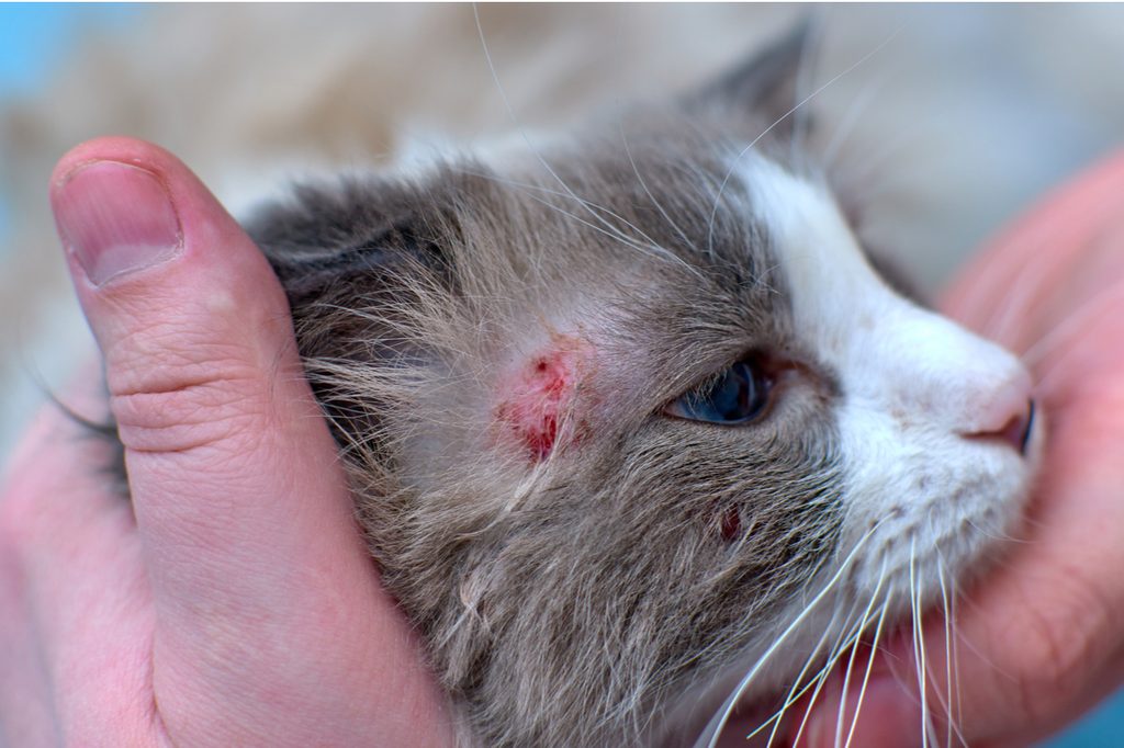 Red patch of ringworm by the base of a cat's ear