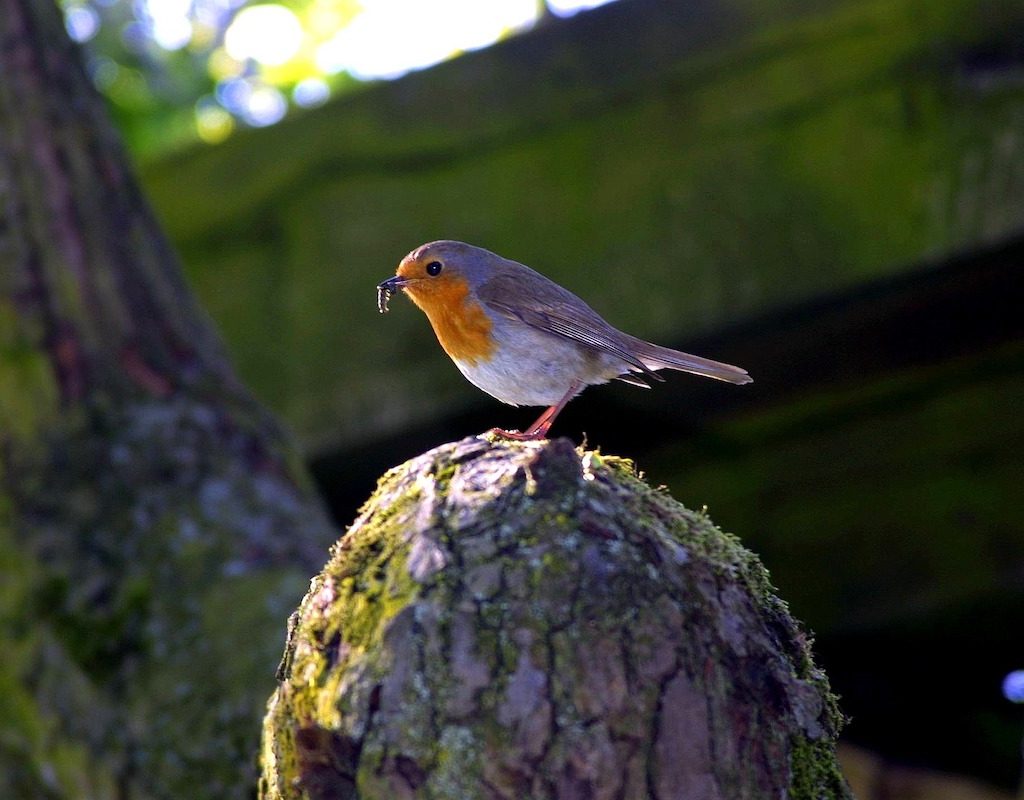Robin sits on a tree eating a mealworm