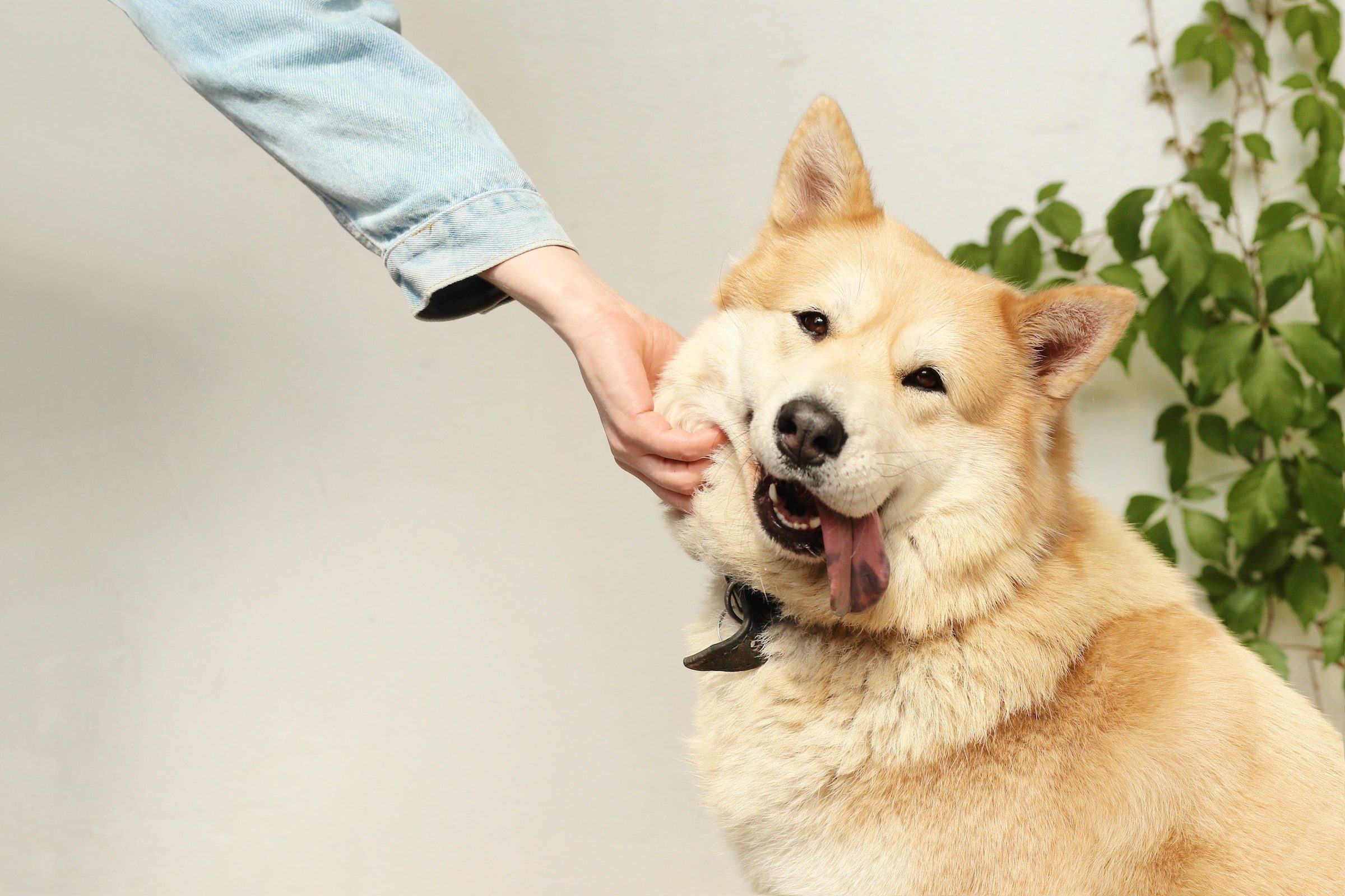 A Shiba Inu dog looks at the camera while someone reaches down to pet him