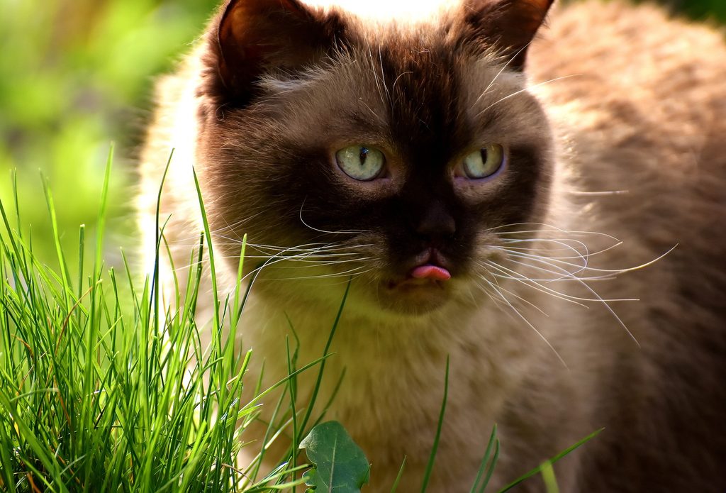 Brown shorthair cat in a yard eating a patch of grass