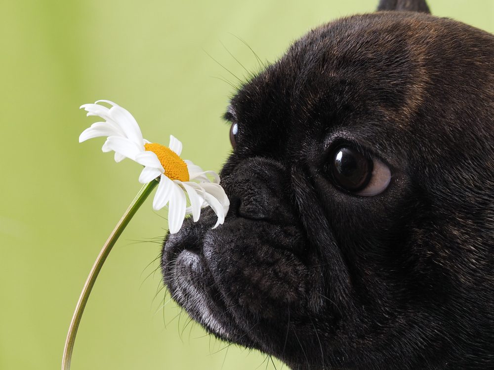 black bulldog smelling daisy