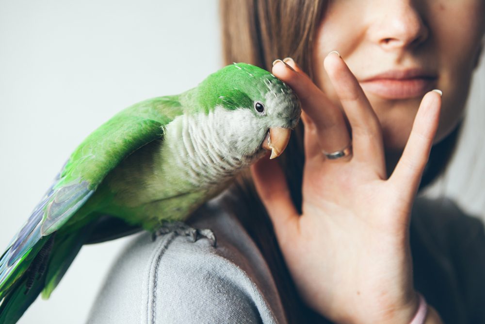 monk parakeet sitting on shoulder