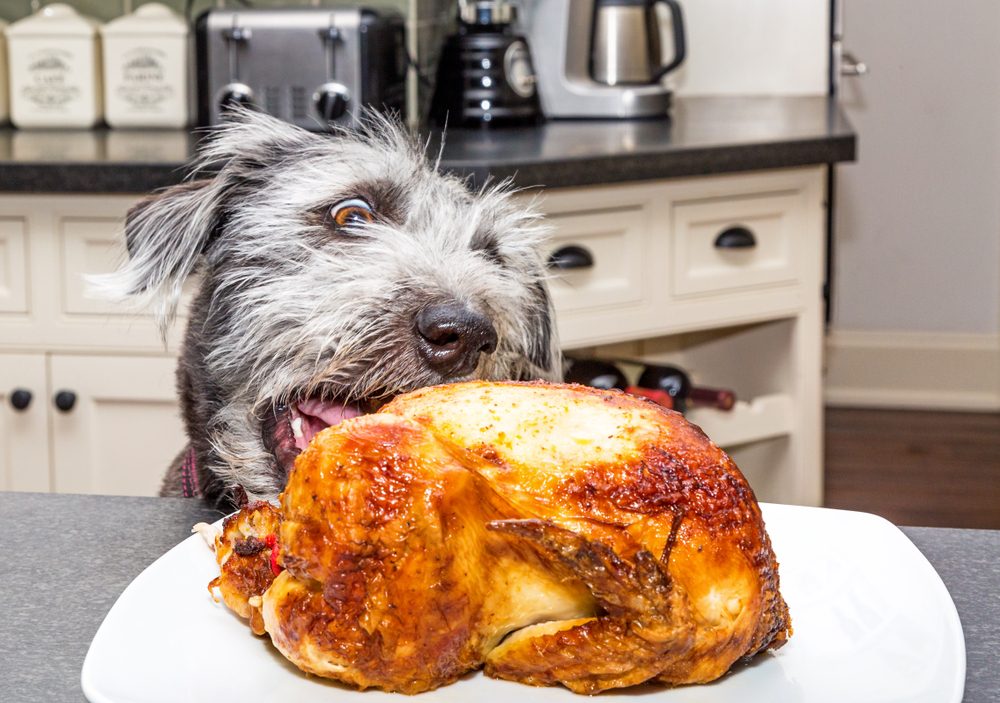 dog stealing roasted chicken