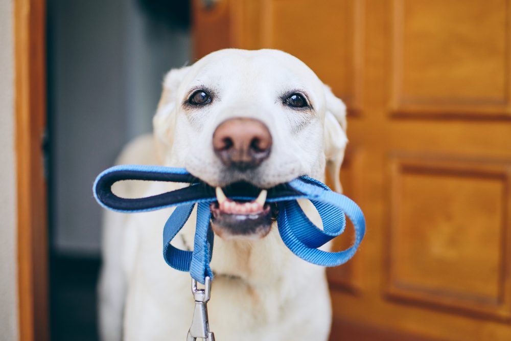 labrador with blue leash in mouth