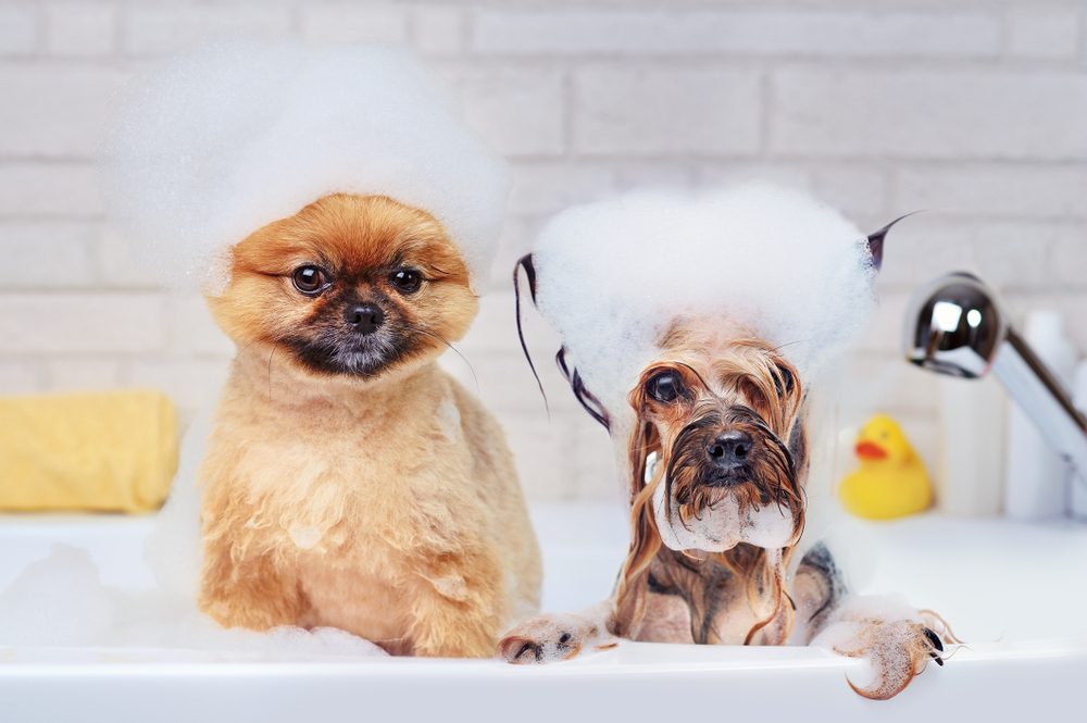two dogs in bathtub with bubbles