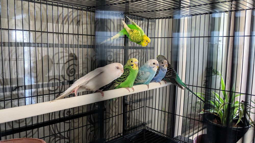 bunch of budgies on a roost in cage