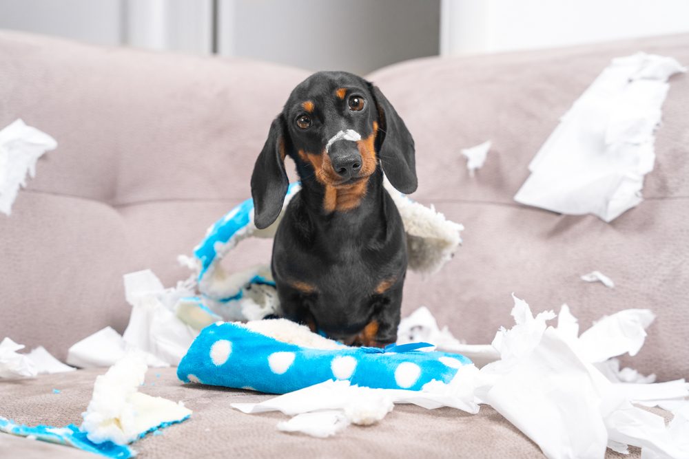 dachshund puppy and shredded toy