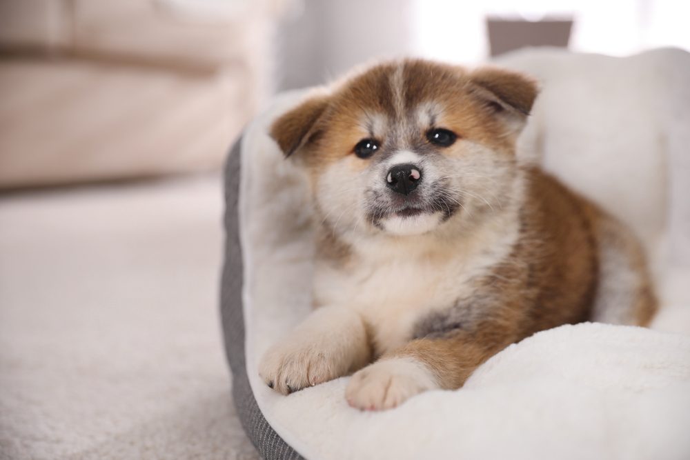 akita puppy in dog bed