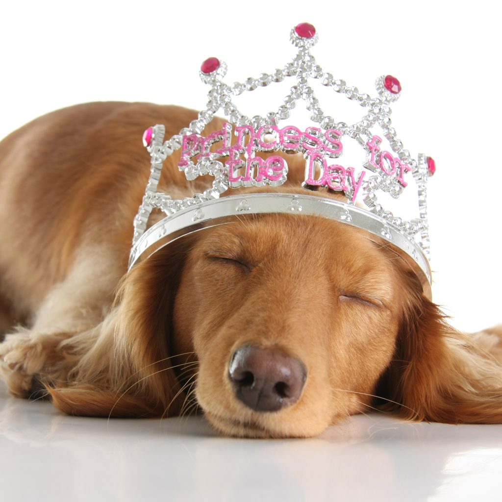 A tired Dachshund wears a tiara while sleeping