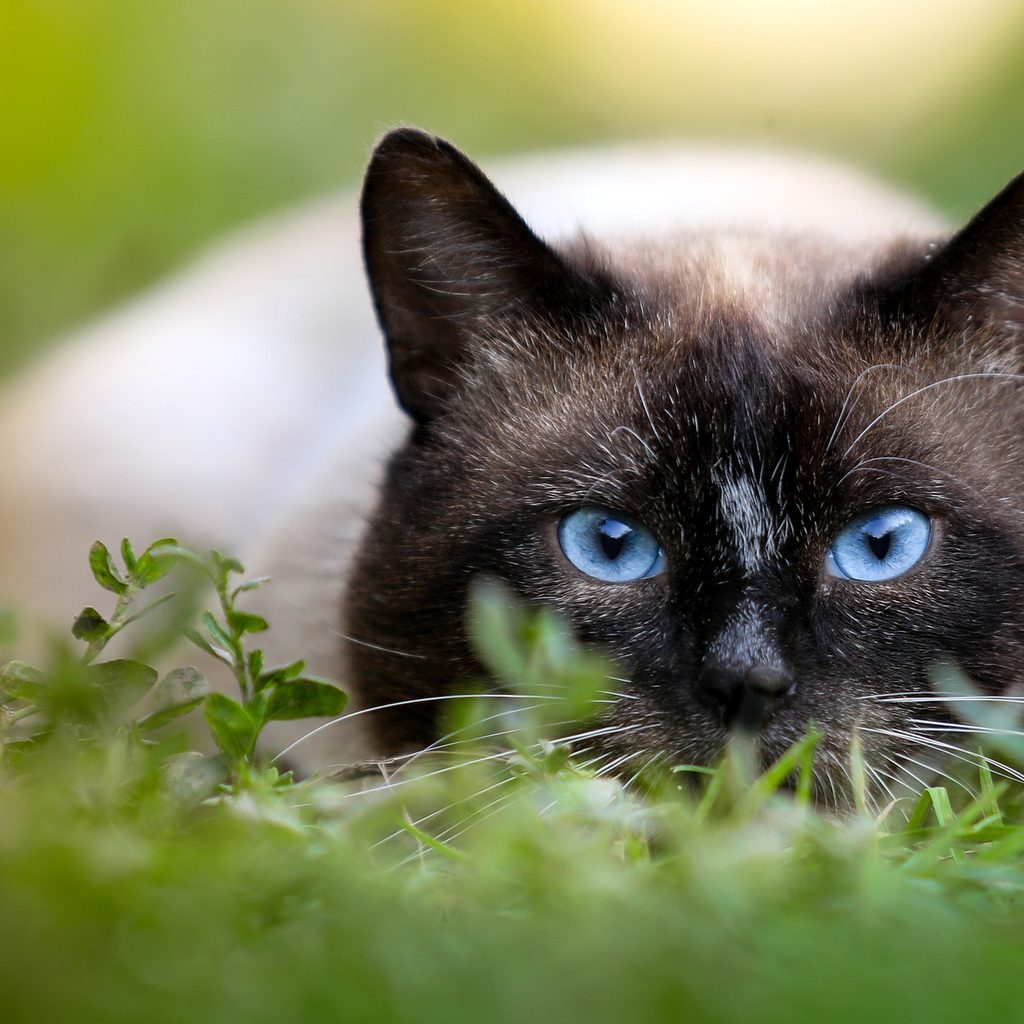 Siamese cat crouched down in a grassy area