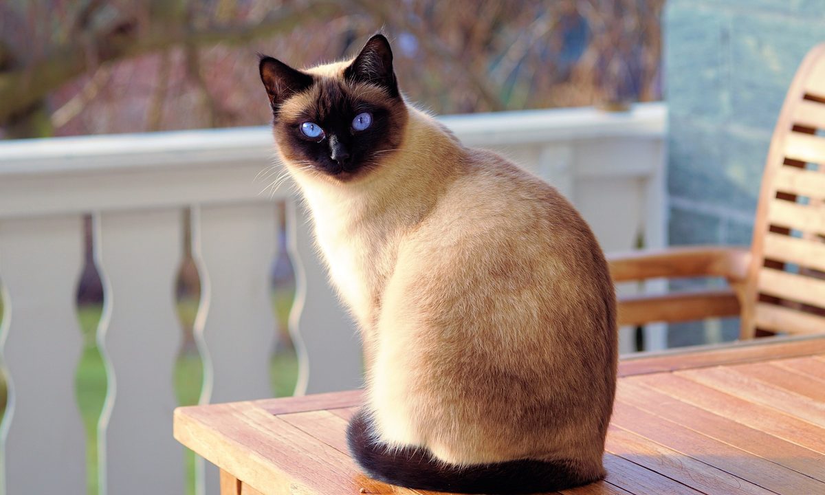 Siamese cat sitting on a table on a porch