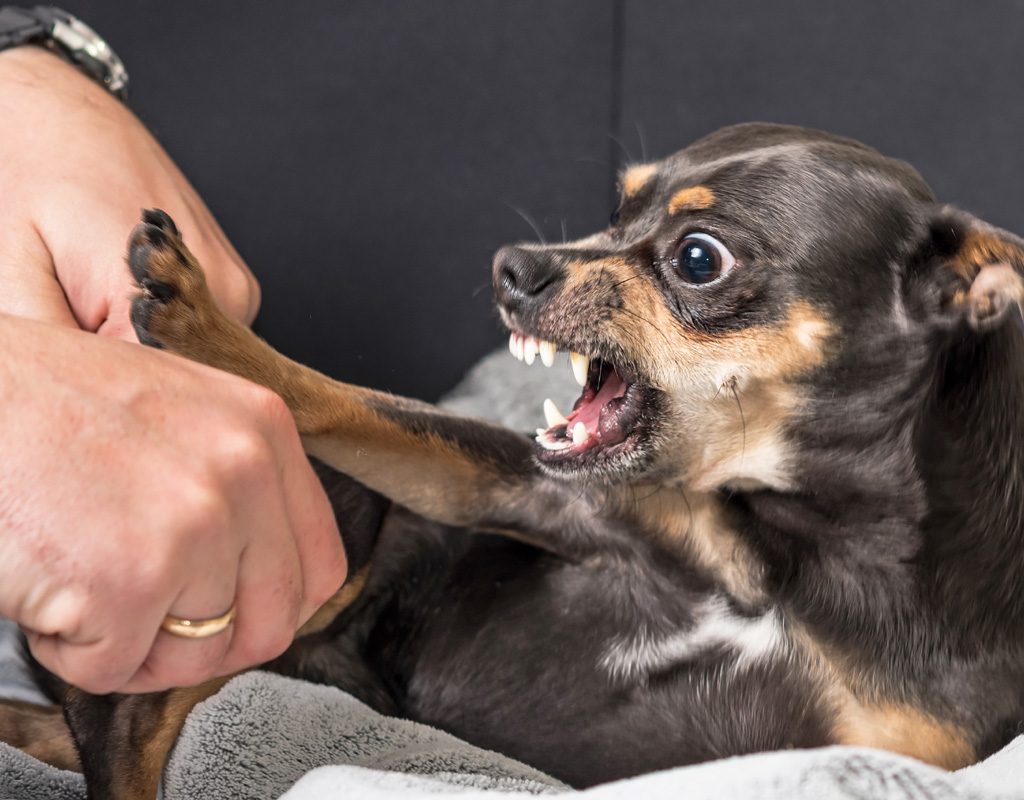 Small dog growling.