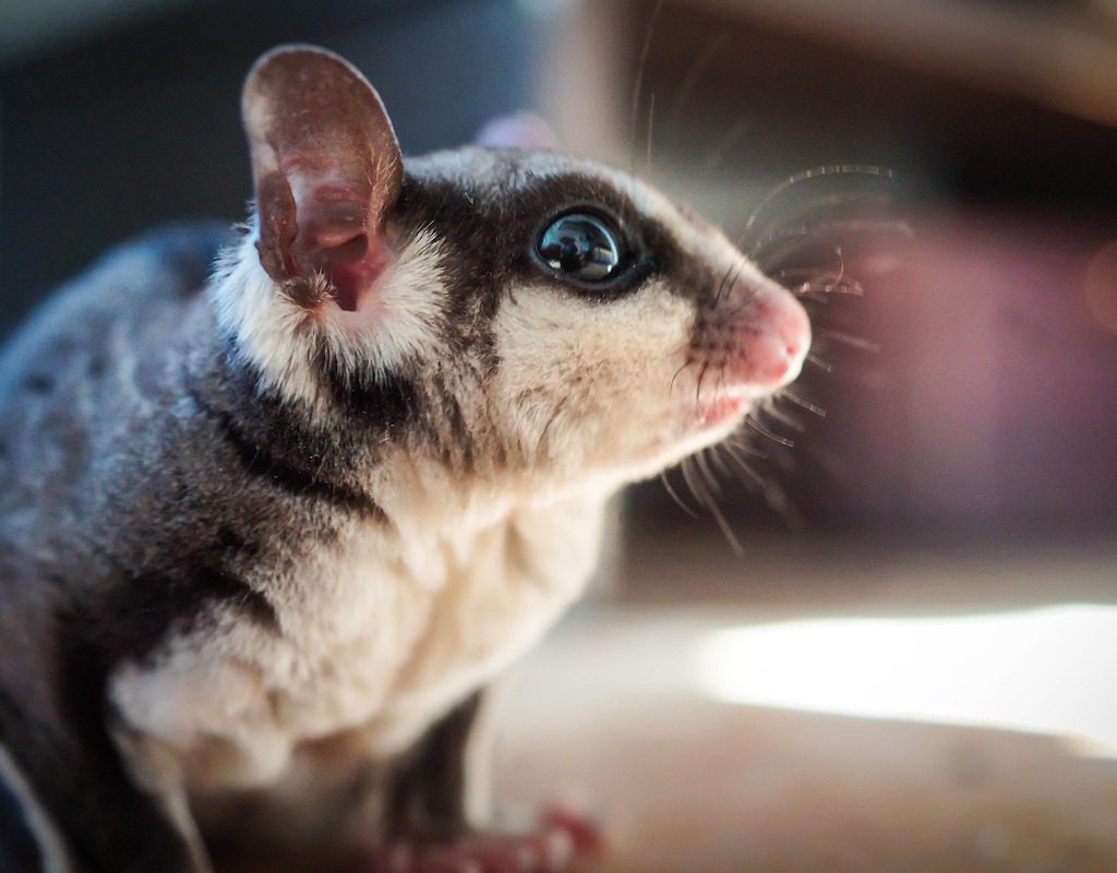 Sugar glider sits on the floor looking off into the distance
