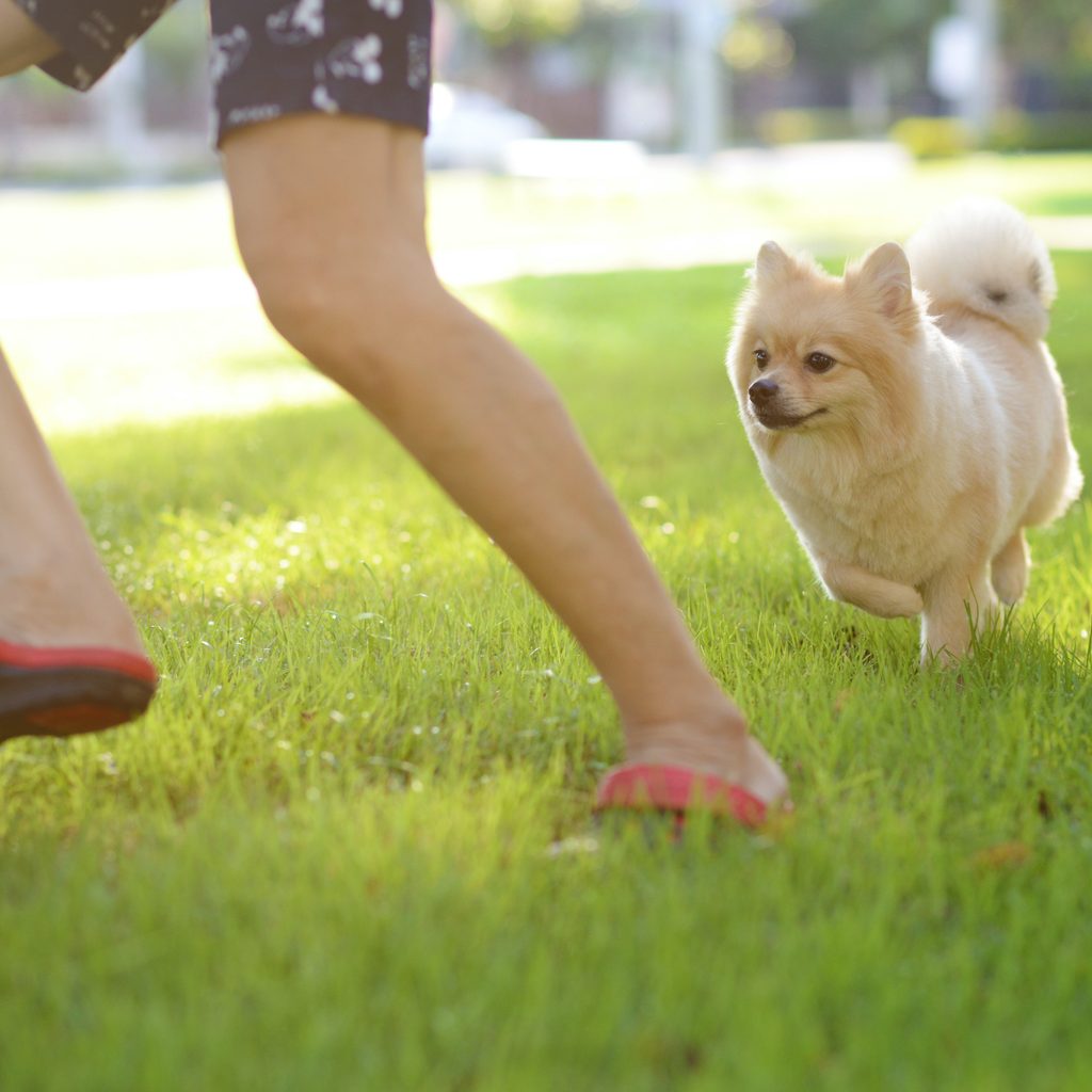 A Pomeranian chases a man through the grass