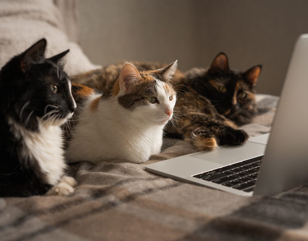 Three cats lying on a bed, looking at a laptop screen