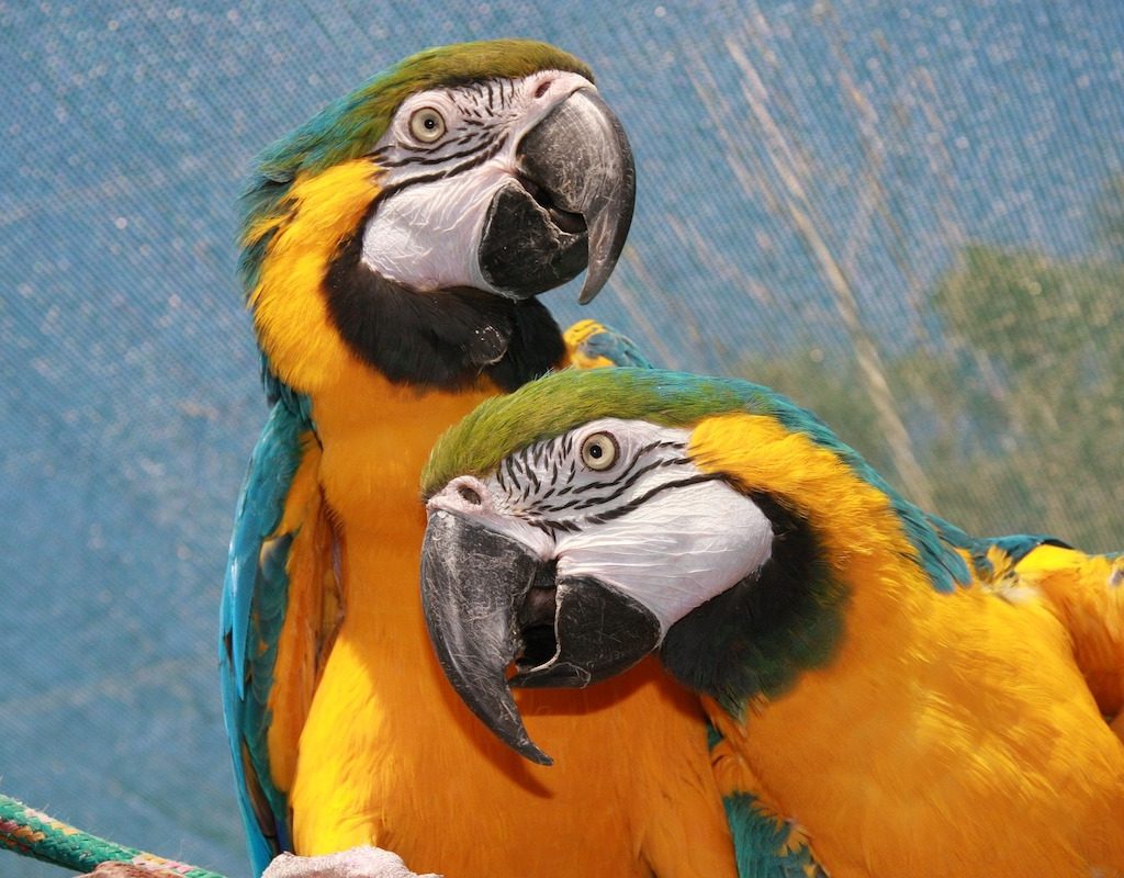 Two parrots sit affectionately with each other
