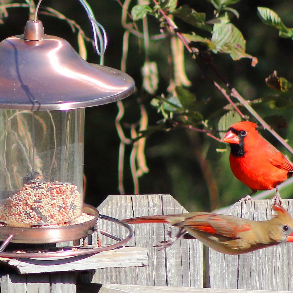 A male and female cardinal visit a bird feeder