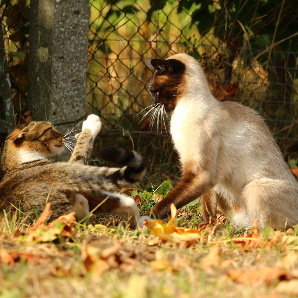 Two cats fighting in a yard