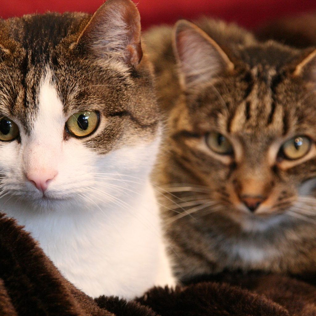 Two cats cuddling together on a brown blanket