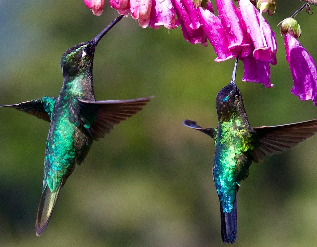 Two hummingbirds drink from a purple flower