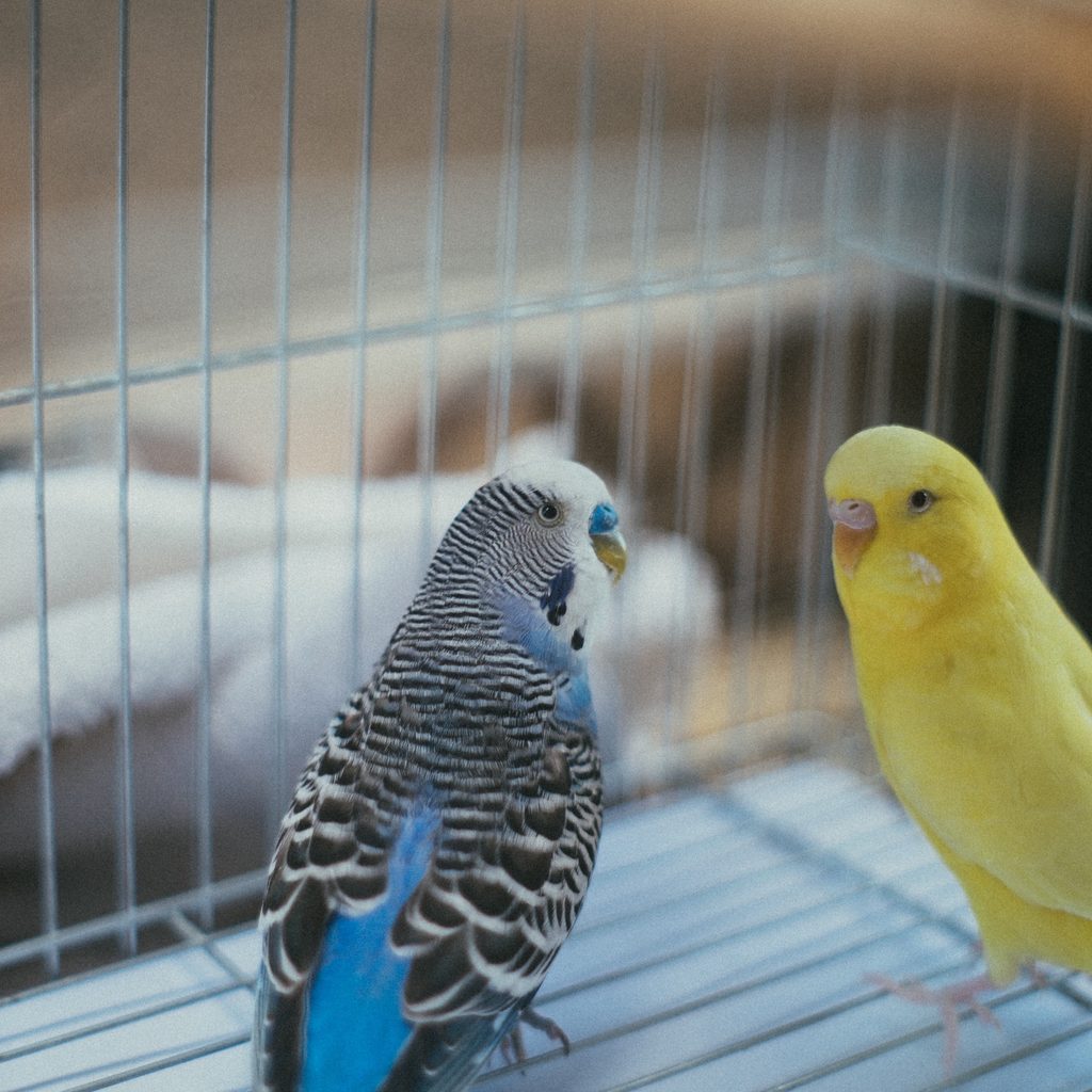 Two budgies sit happily in their cage