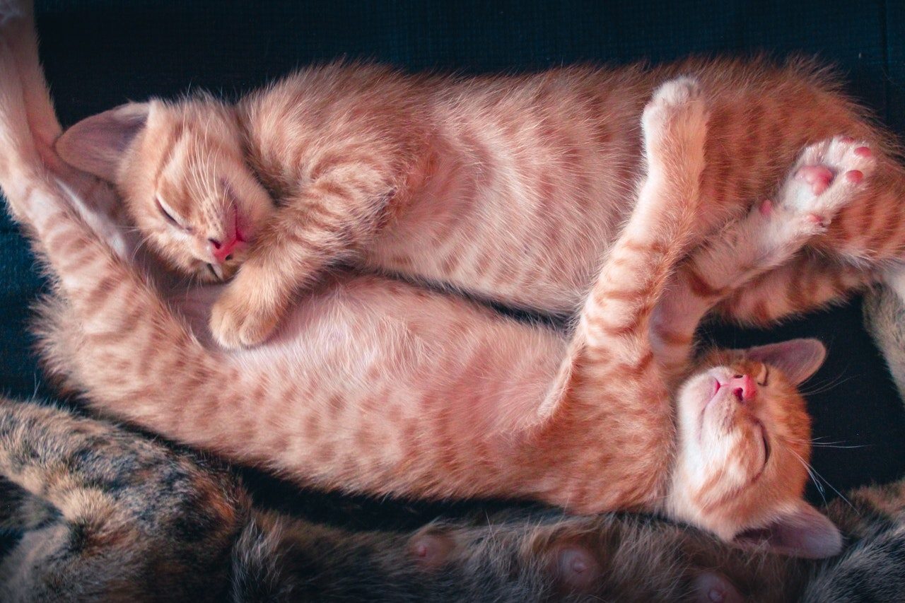 Two orange tabby kittens with pink noses sleep hugging each other.