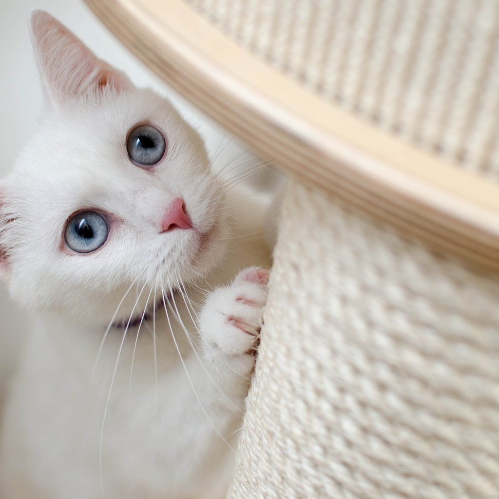 White cat playing with a scratching post
