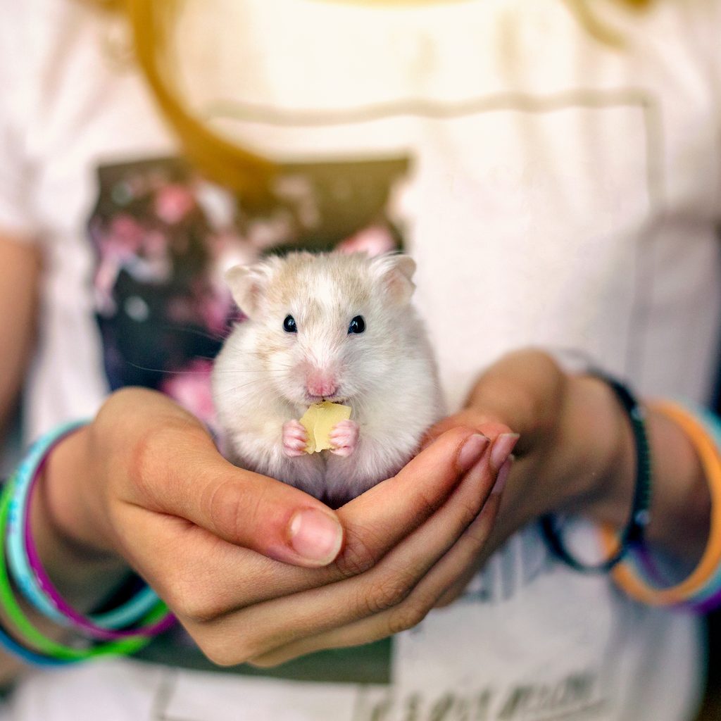 Woman holding a hamster eating a treat