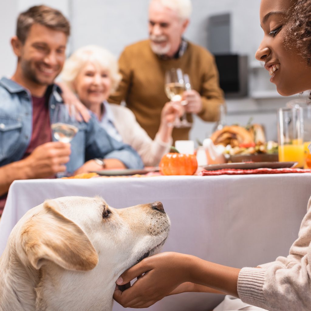 Yellow lab begs at the Thanksgiving table