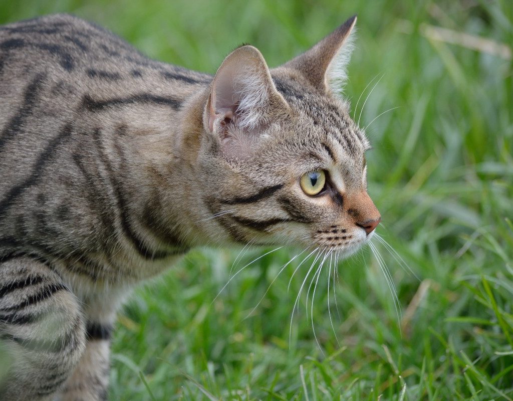 a gray tabby cat hunting in grass