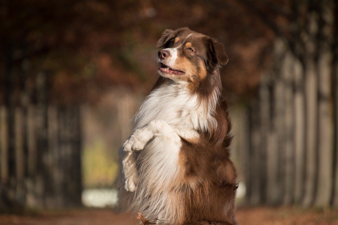 An Australian Shepherd sitting with his front paws raised.