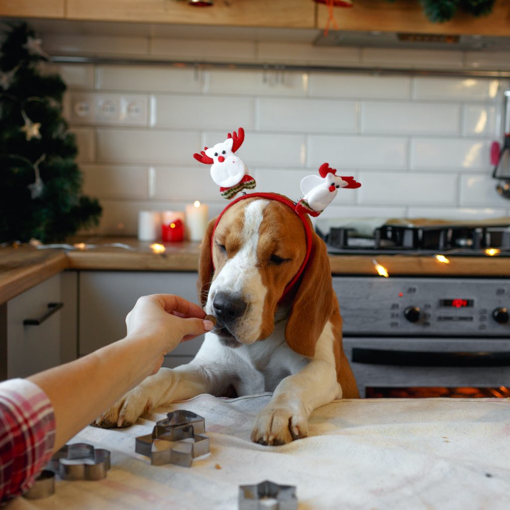 A basset hound wearing a Christmas headband takes a treat while baking in the kitchen